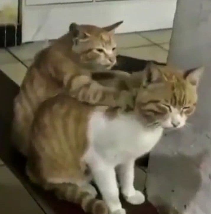 Serene Lotus Wellness & Spa